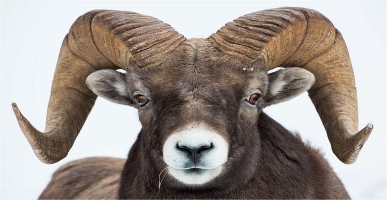 picture of a ram's head 