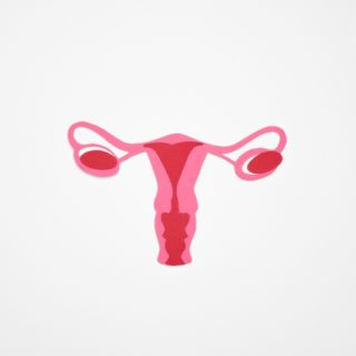 diagram of the female reproductive system