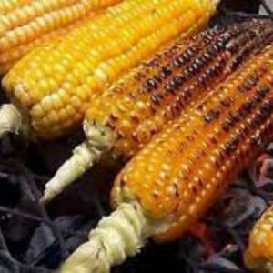 Roasted corn