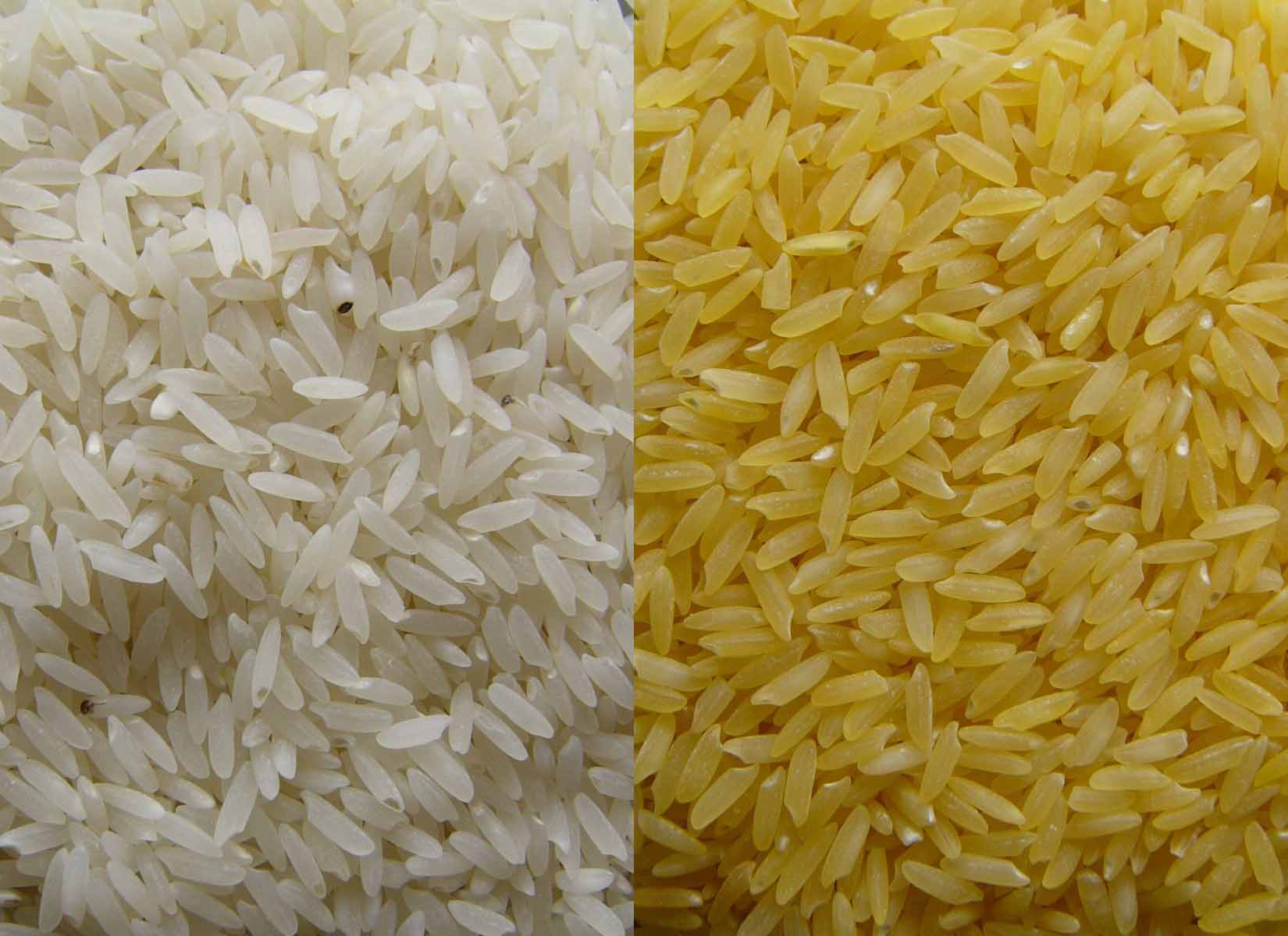 Which rice do you prefer?